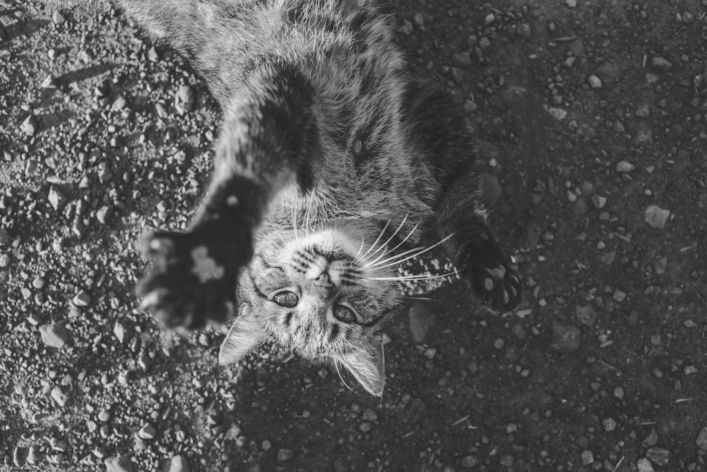 Mutuelle Chat 100% Digitale