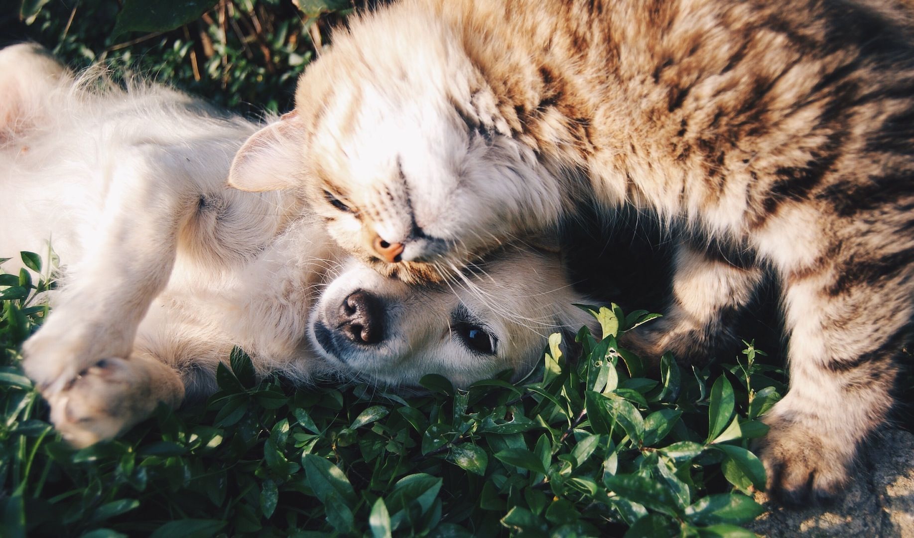 Mutuelle Chien & Chat