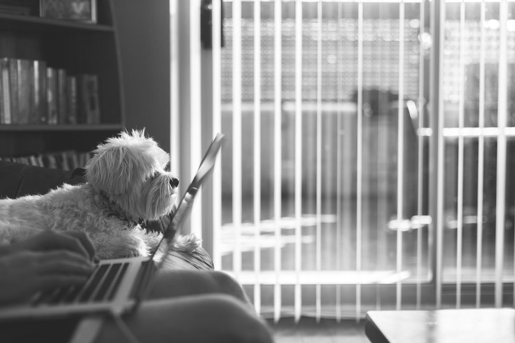 Mutuelle Chien 100% Digitale