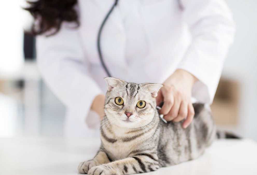 Un vaccin en plus : 5 maladies mortelles en moins pour votre Chat