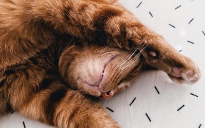 Les 5 règles de la litière pour chat ?