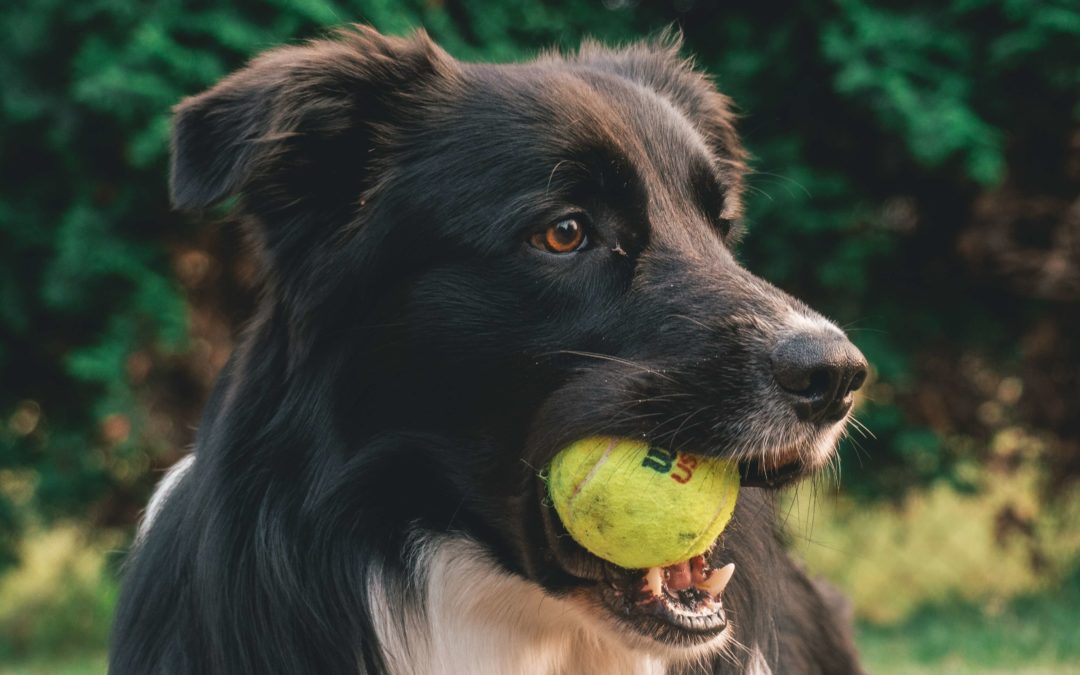 Sports canins: 3 questions que vous vous posez.