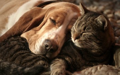 L’origine des conflits entre chien et chat