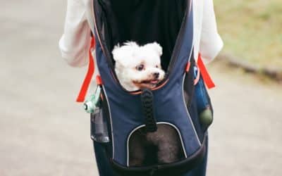 Avez vous besoin d’un sac à dos pour chien?