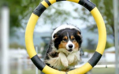 Les 5 sports pour chien les plus pratiqués