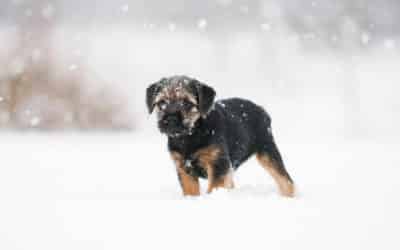 Aidez votre chien à affronter l’hiver